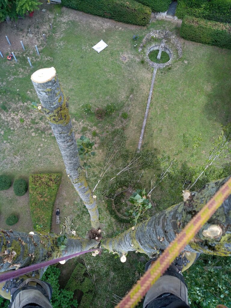 Démontage d'érables et de peupliers d'Italie sur le secteur de Compiègne