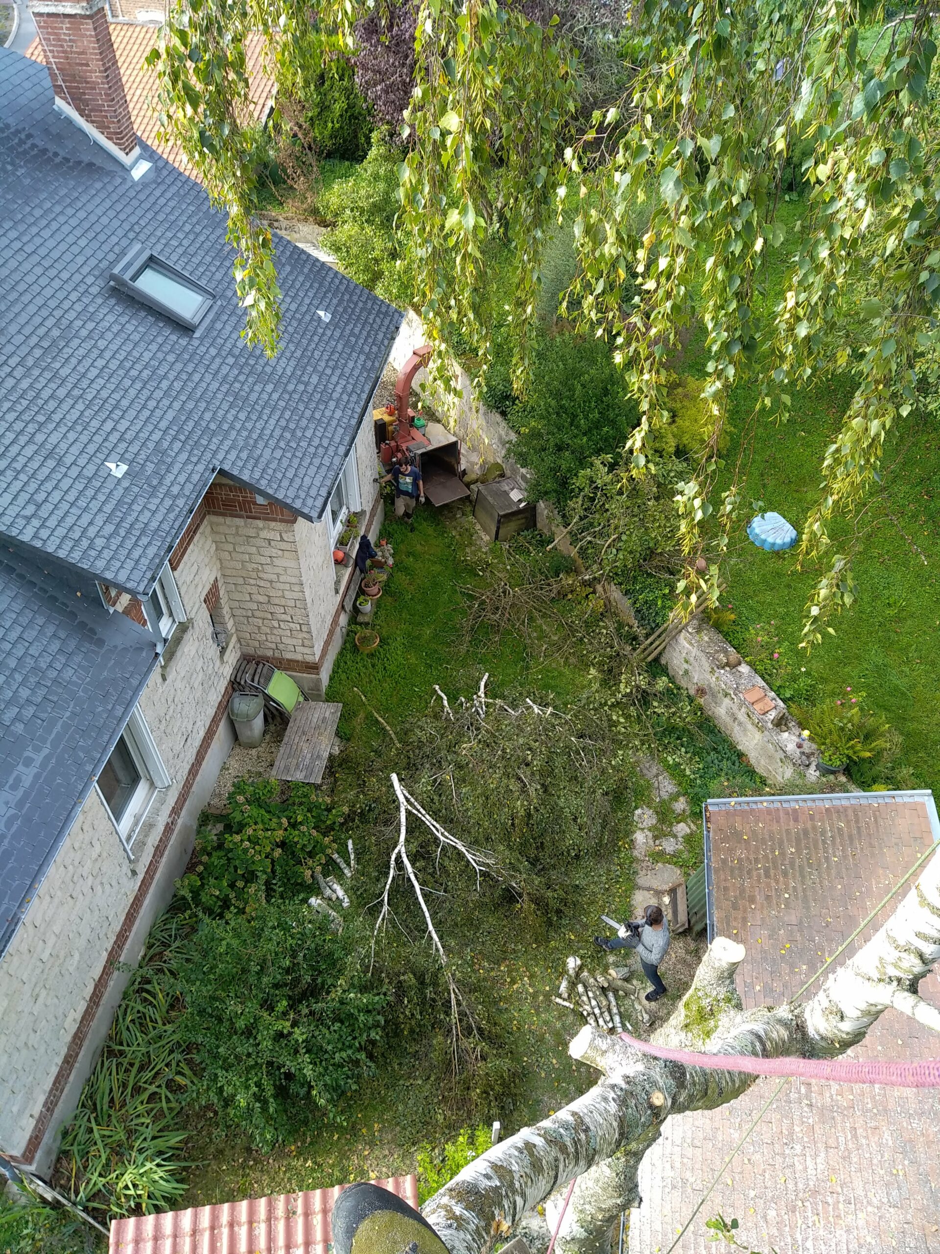 Démontage bouleaux - Soissons