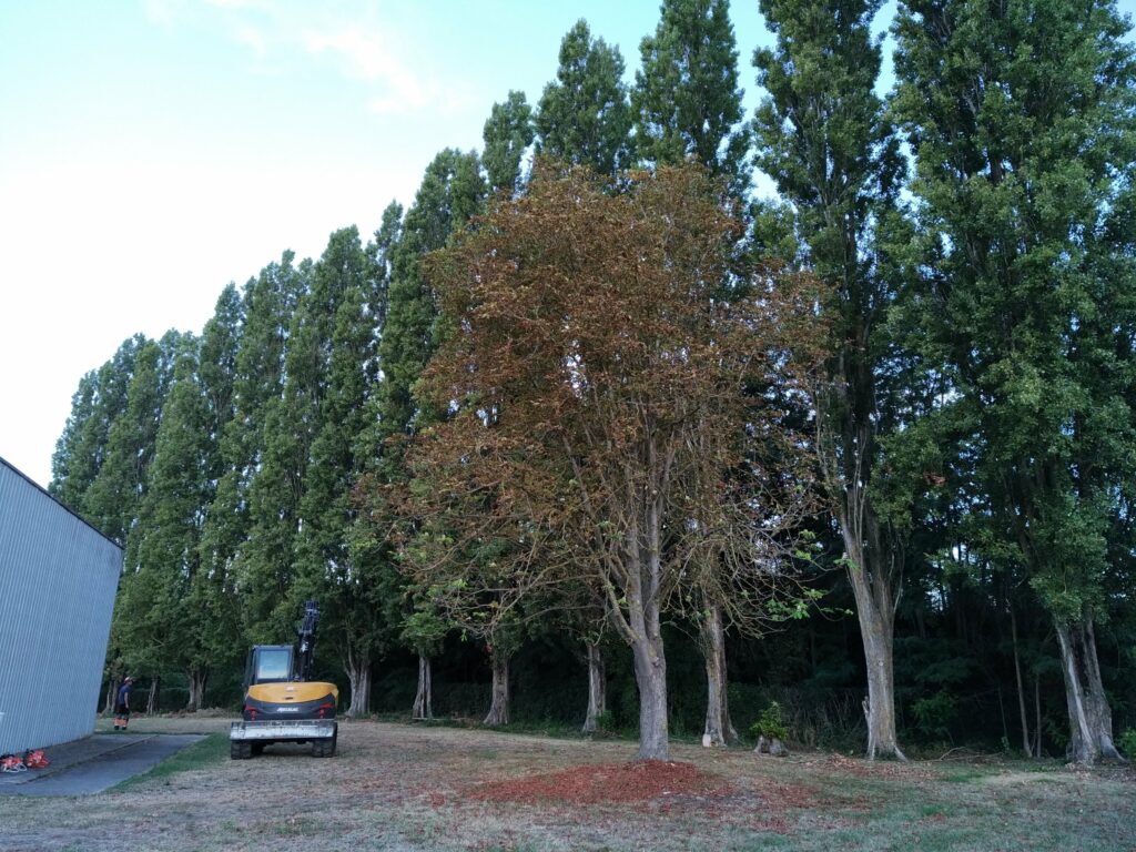 Abattage peuplier Italie - caserne pompier Tergnier