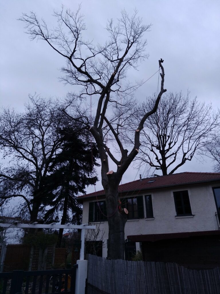 Démontage d'hêtre - Clamart