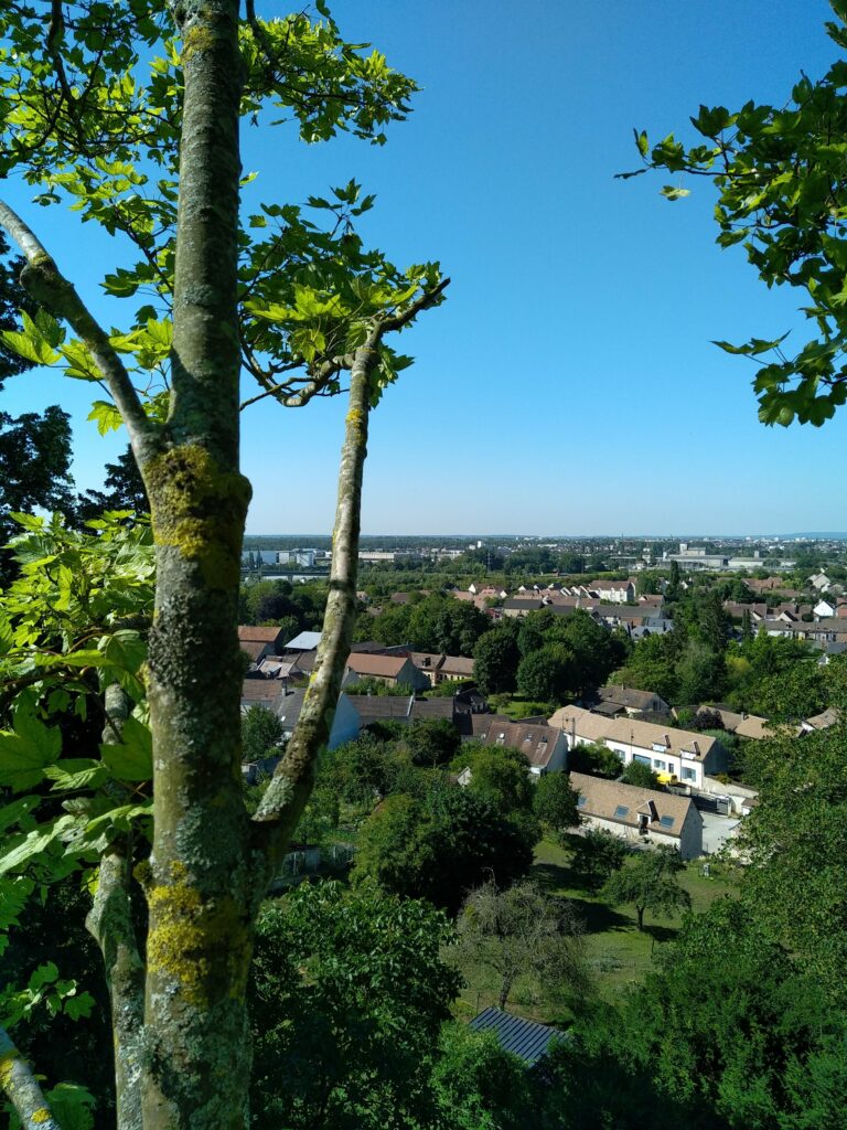 Démontage d'érables et de peupliers d'Italie sur le secteur de Compiègne