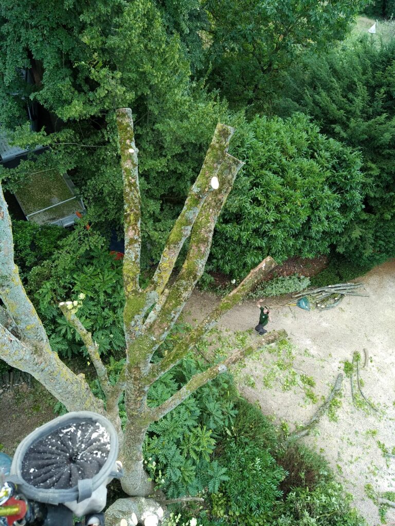 Démontage d'érables et de peupliers d'Italie sur le secteur de Compiègne