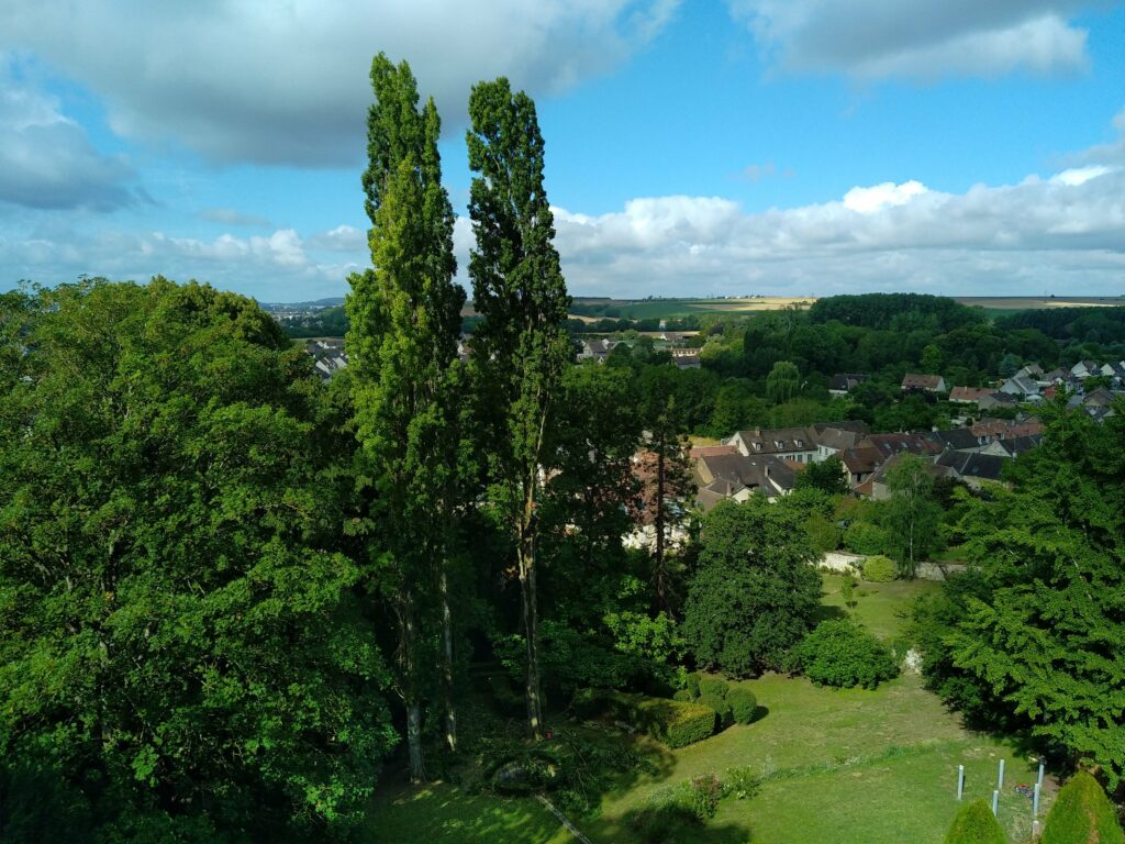 Démontage d'érables et de peupliers d'Italie sur le secteur de Compiègne