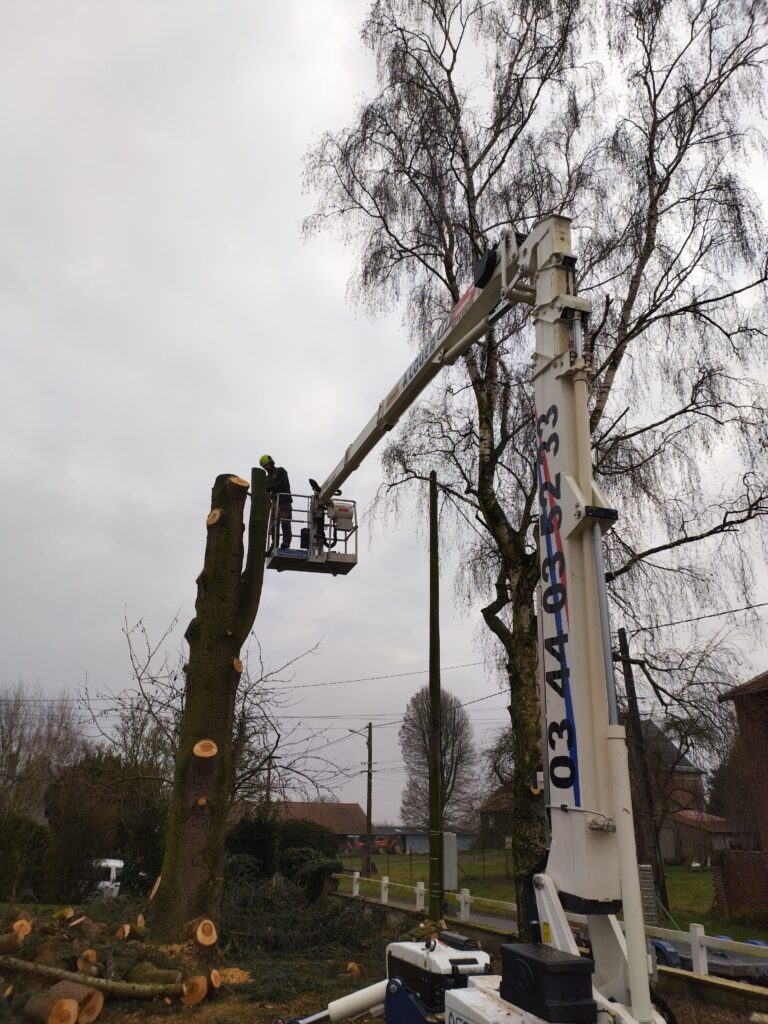 Démontage de cèdres et de bouleaux à Saint Quentin