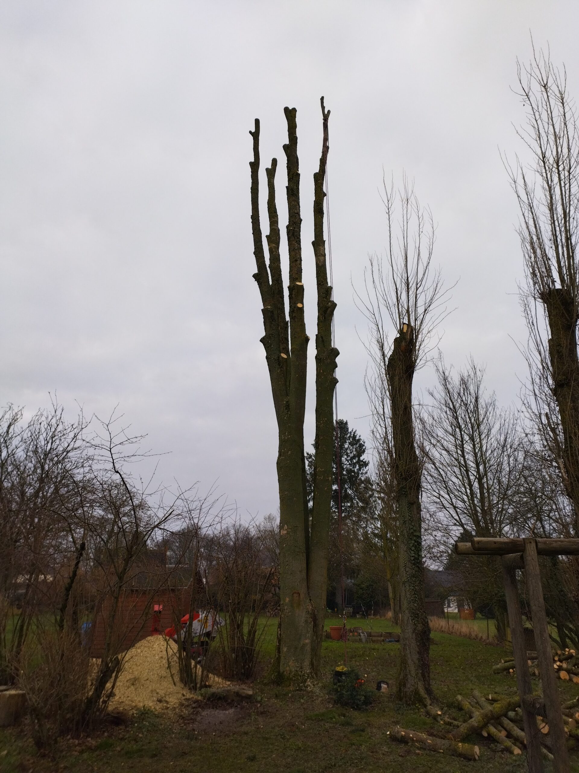 Démontage de cèdres et de bouleaux à Saint Quentin