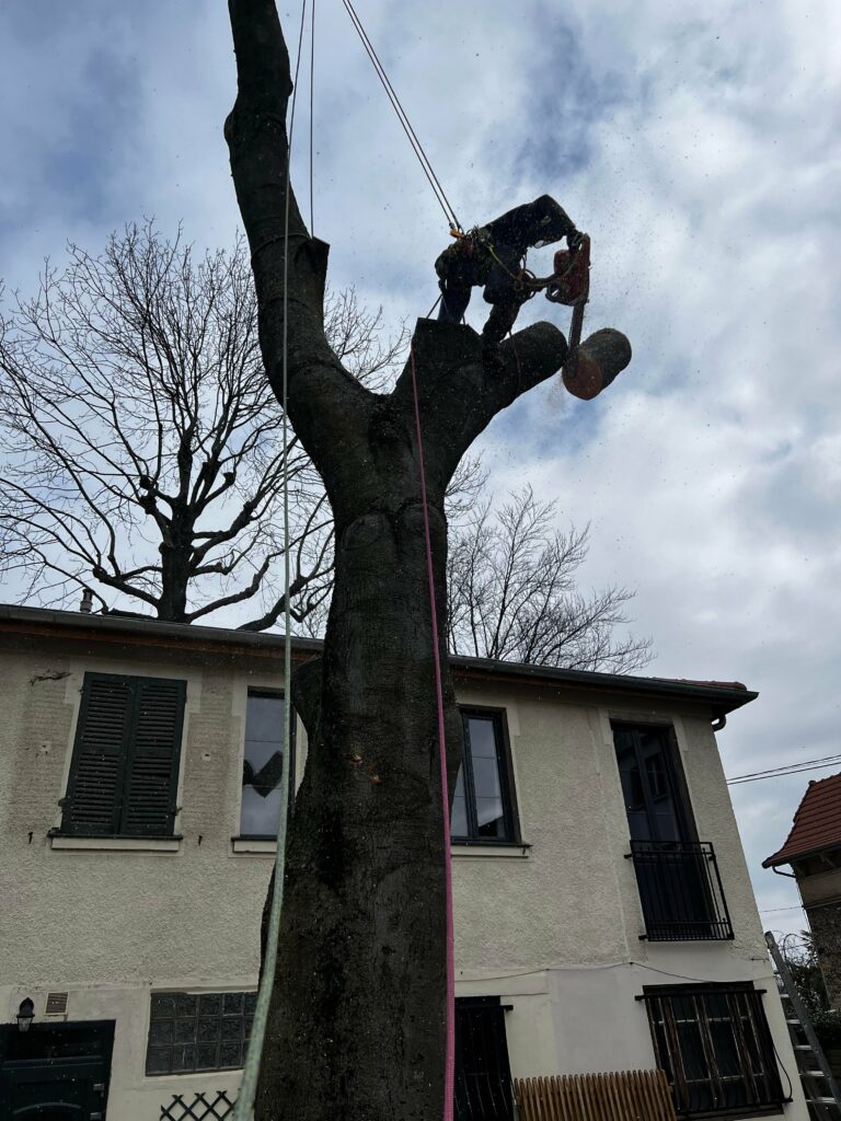 Démontage d'hêtre - Clamart