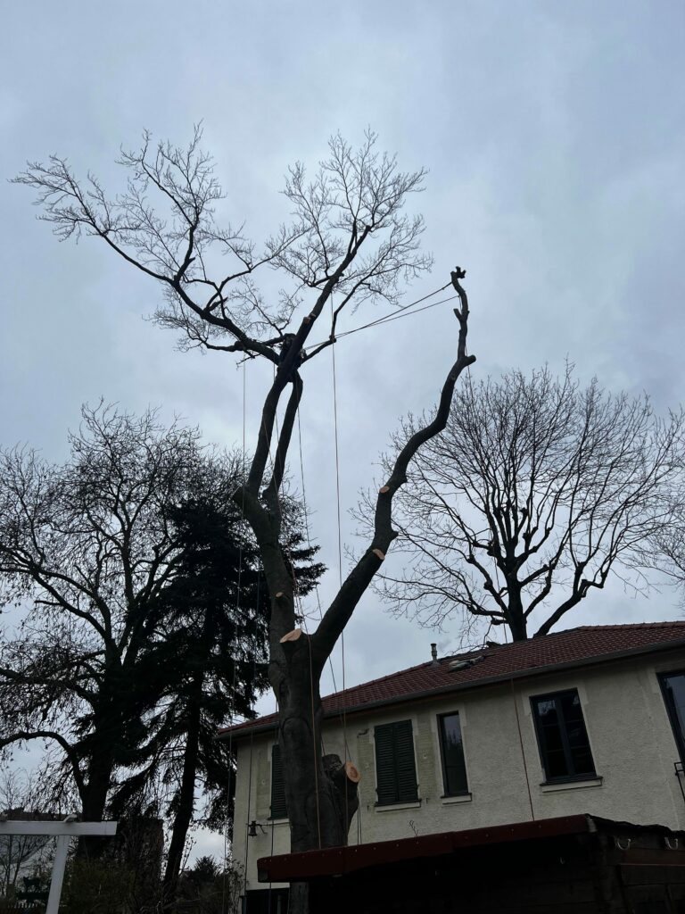 Démontage d'hêtre - Clamart