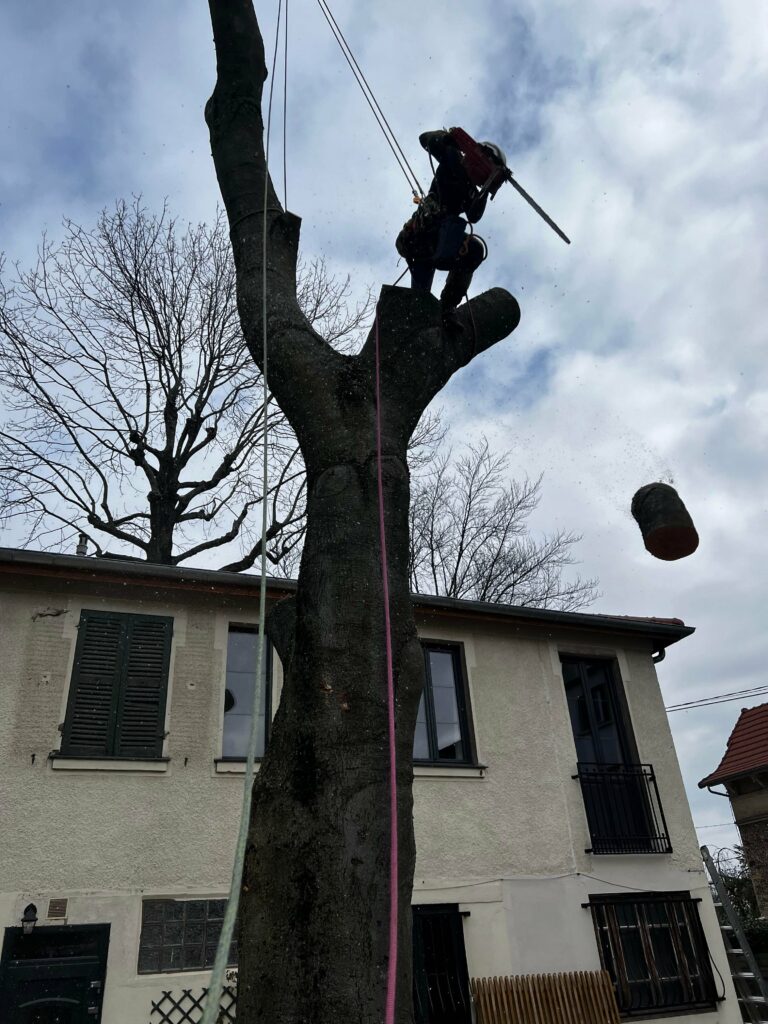 Démontage d'hêtre - Clamart