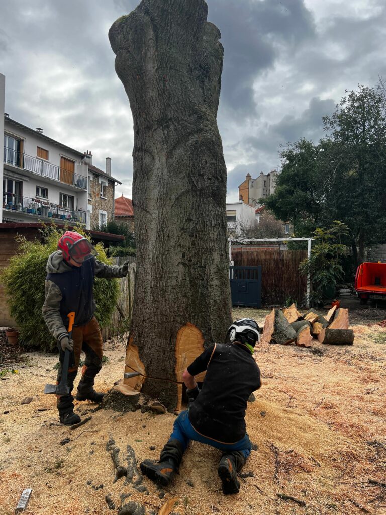 Démontage d'hêtre - Clamart