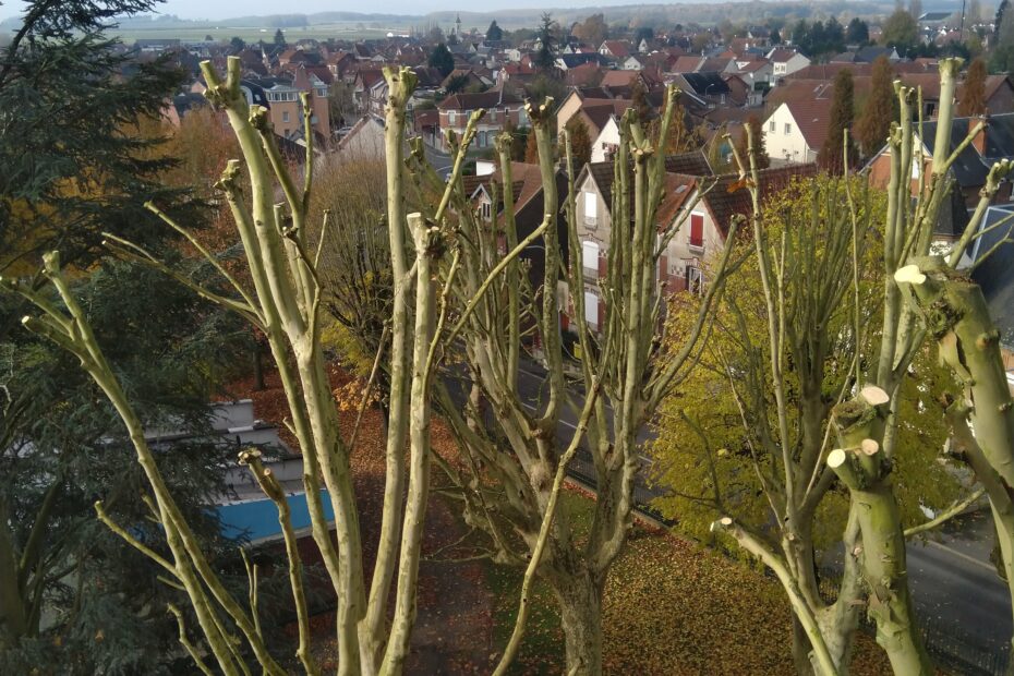 Taille de platane tergnier