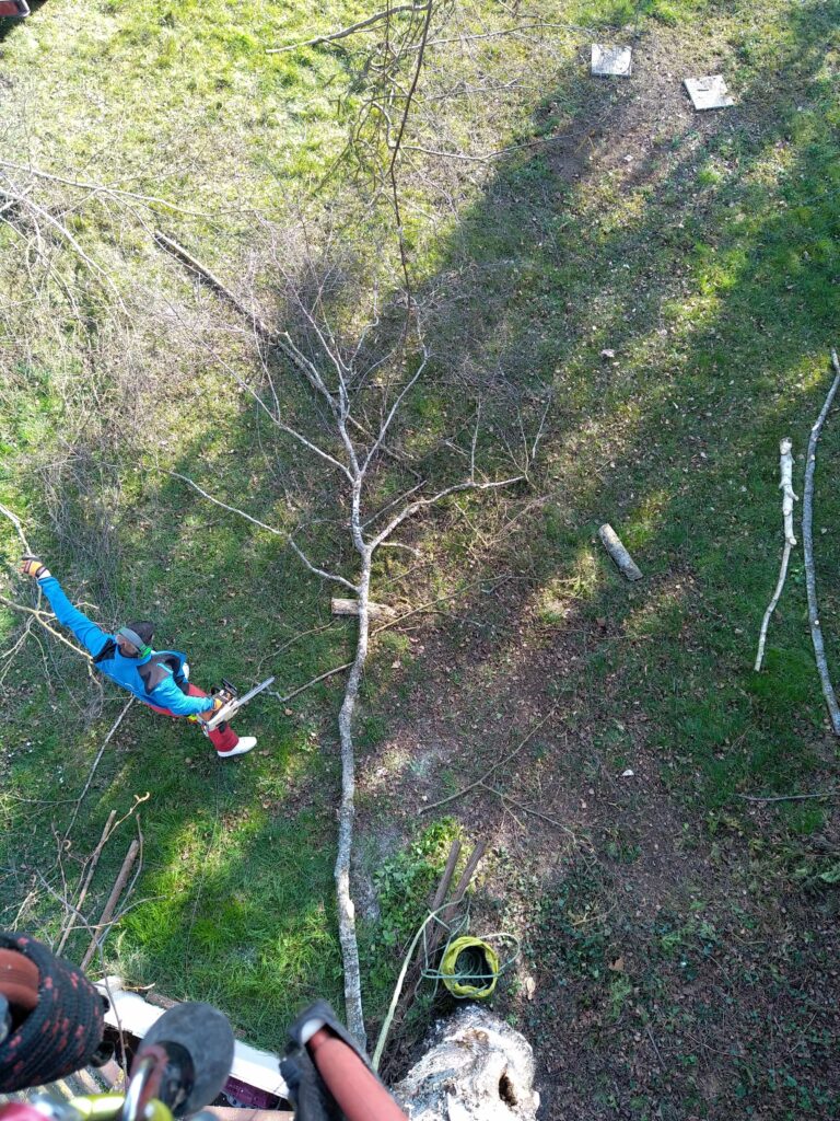 Démontage bouleaux Tracy