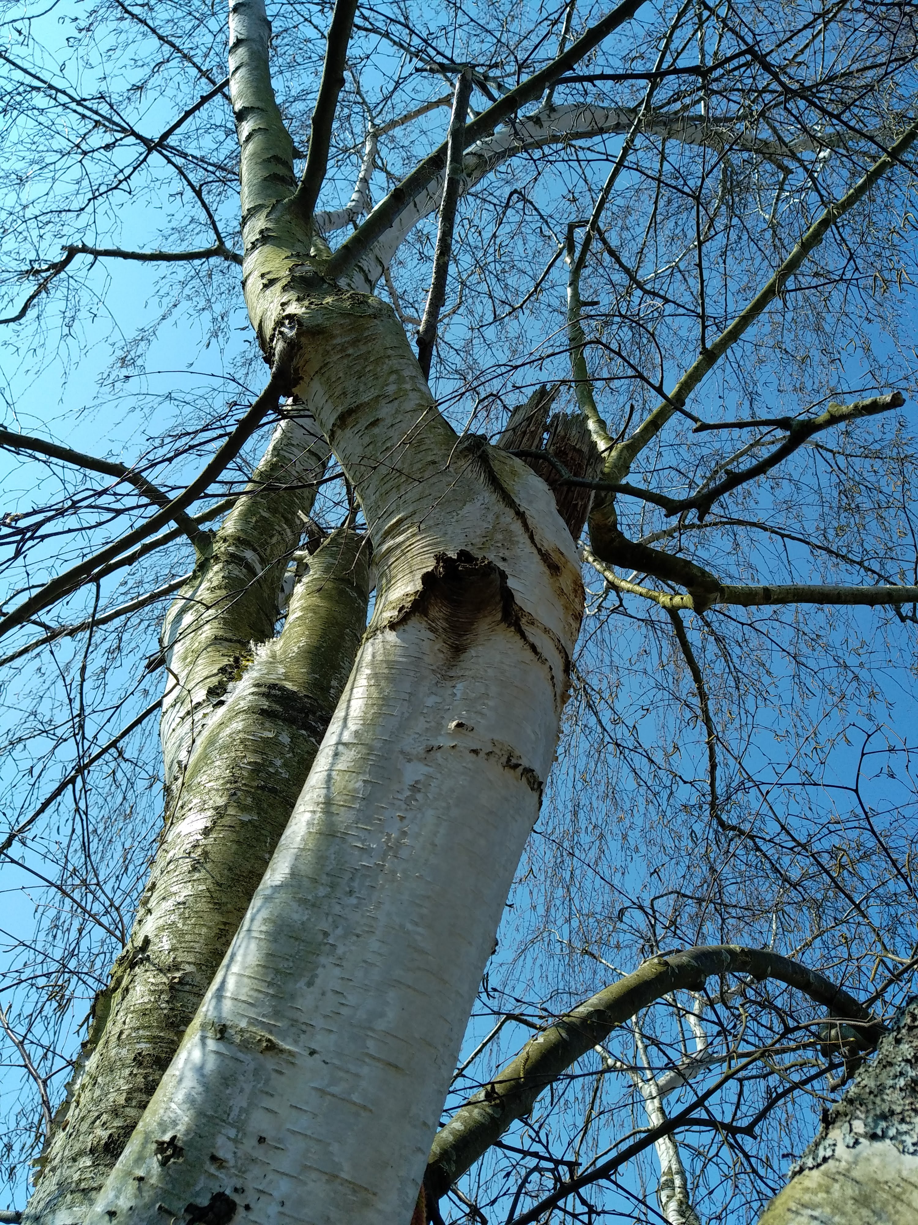 Démontage bouleaux Tracy