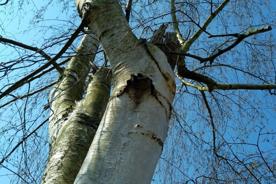 Démontage bouleaux Tracy