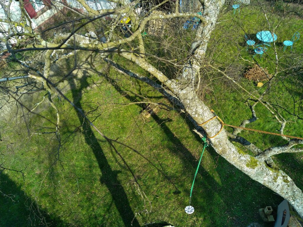 Démontage bouleaux Tracy