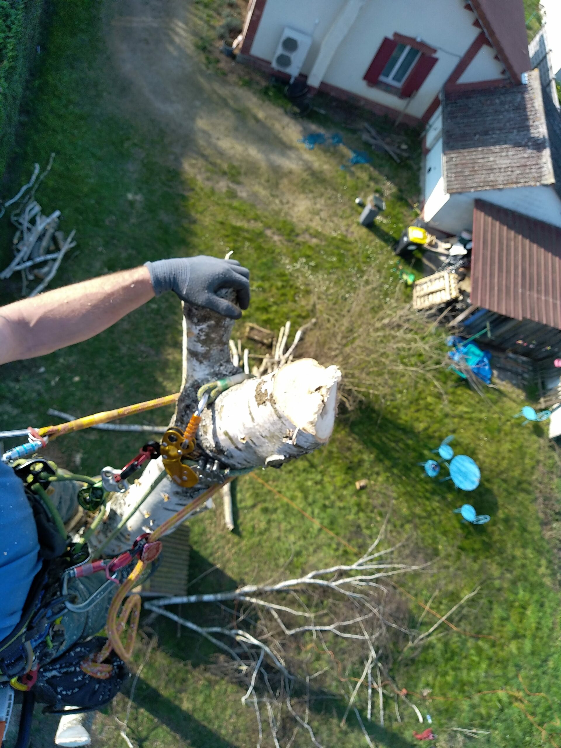 Démontage bouleaux Tracy