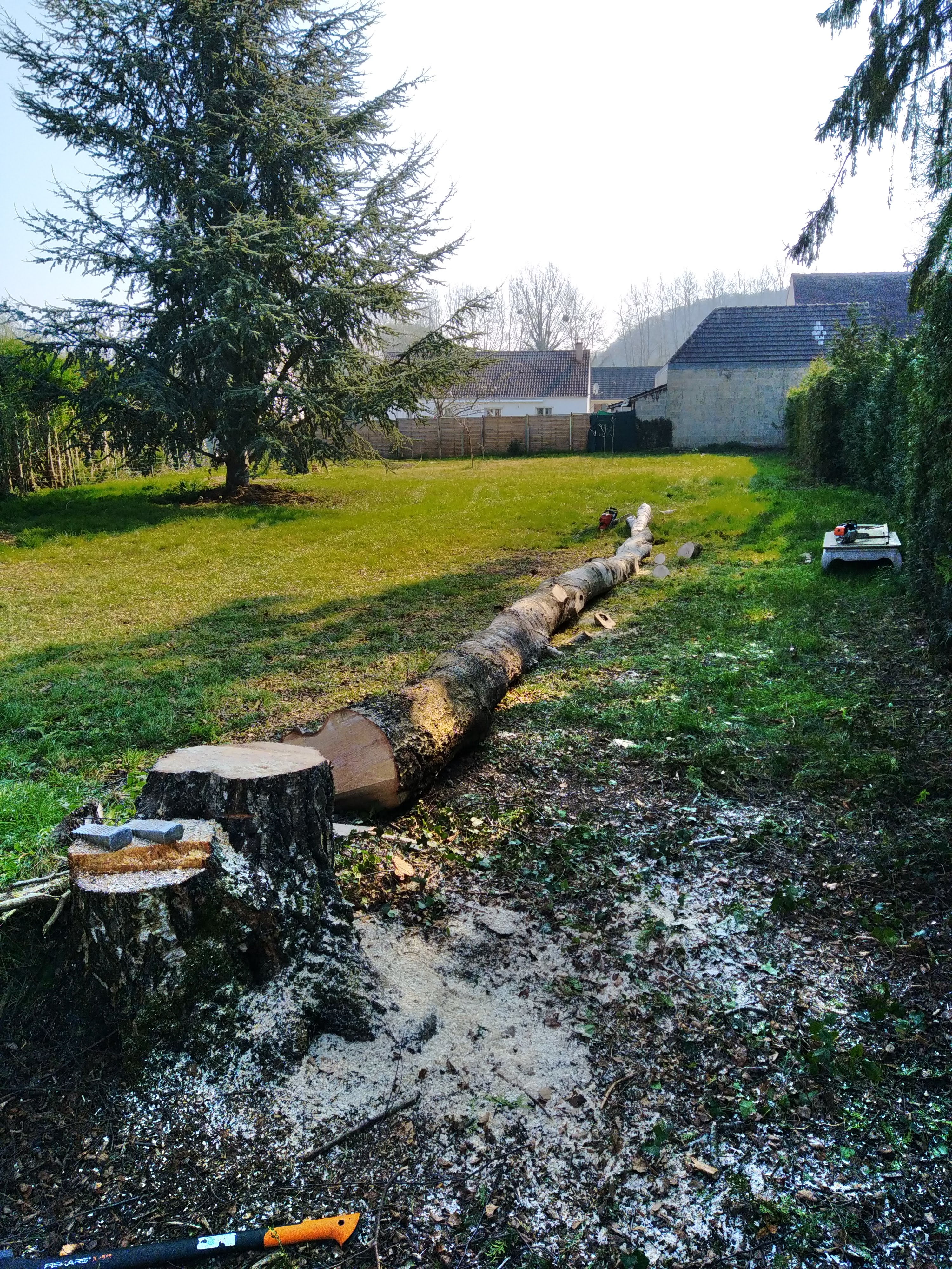 Démontage bouleaux Tracy